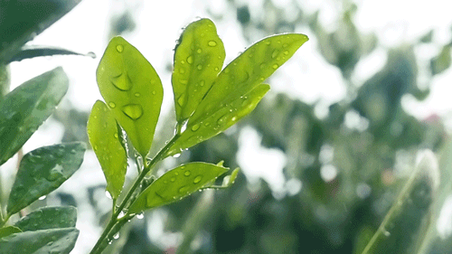 春風(fēng)十里，不如室內(nèi)這抹綠“迷醉”你！