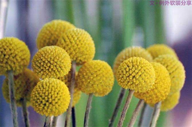 【例外.花箋記】金槌花，敲打在心間的小鼓槌！