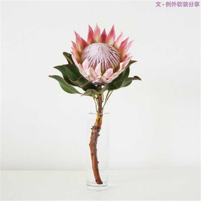 【例外·花箋記】沒有哪個(gè)姑娘能拒絕這樣一支奇葩！-別墅設(shè)計(jì),軟裝設(shè)計(jì),室內(nèi)設(shè)計(jì),豪宅設(shè)計(jì),深圳例外軟裝設(shè)計(jì)公司